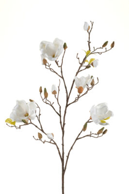 Magnolia Kunsttak